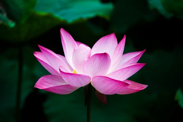 images.all-free-download.com_images_graphiclarge_vibrant_pink_lotus_flower_605713.jpg
